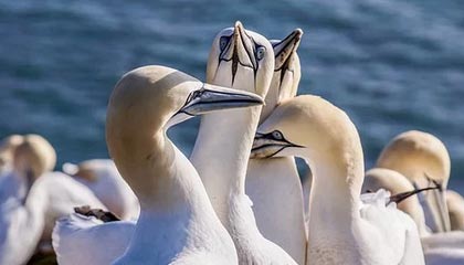 意甲对抗赛震撼上演：国际米兰5-1狂胜博洛尼亚，劳塔罗双响制胜