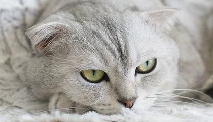 意甲焦点对话，尤文图斯2-1倒下佛罗伦萨，伏兵表现引发热议