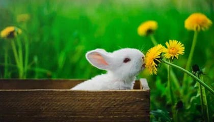 意甲焦点战，国际米兰2-0小胜佛罗伦萨，卢卡库表现强劲