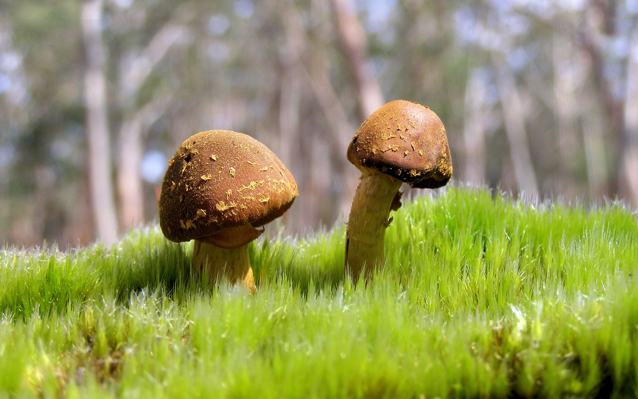 _城市地下：洞穴与隧道中的神秘网球赛事_，网球圣地