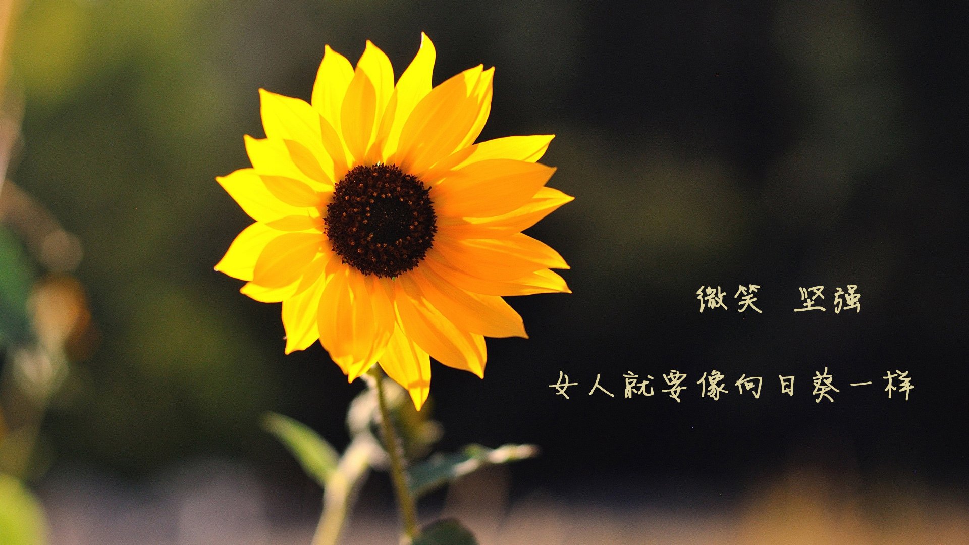 “防守典范：联盟最铁的防守阵营”，联盟最强防守