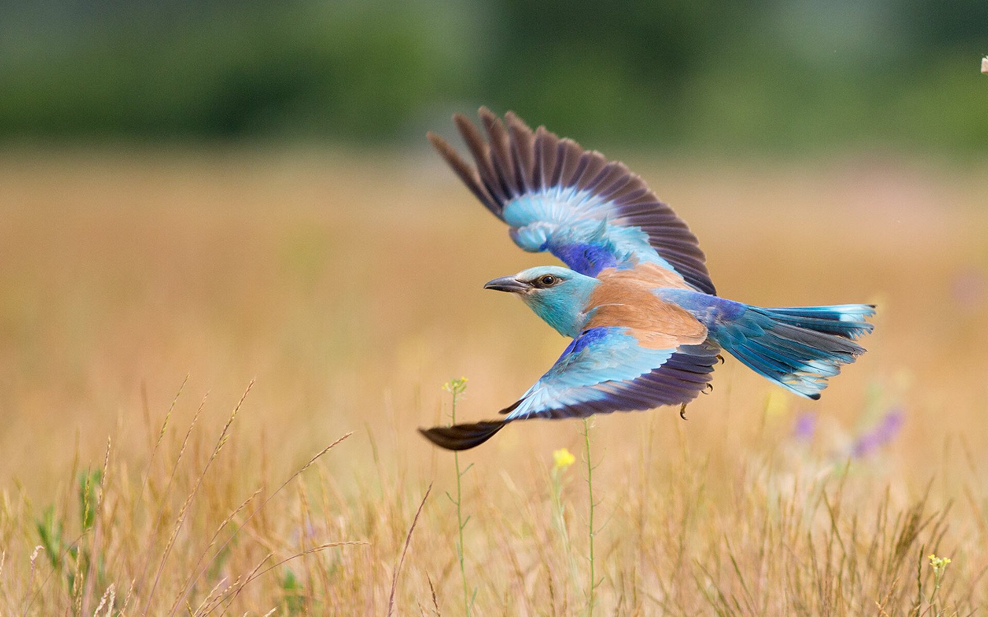 《虚拟现实（VR）与电竞深度融合，引领未来发展方向》，虚拟现实和vr的区别