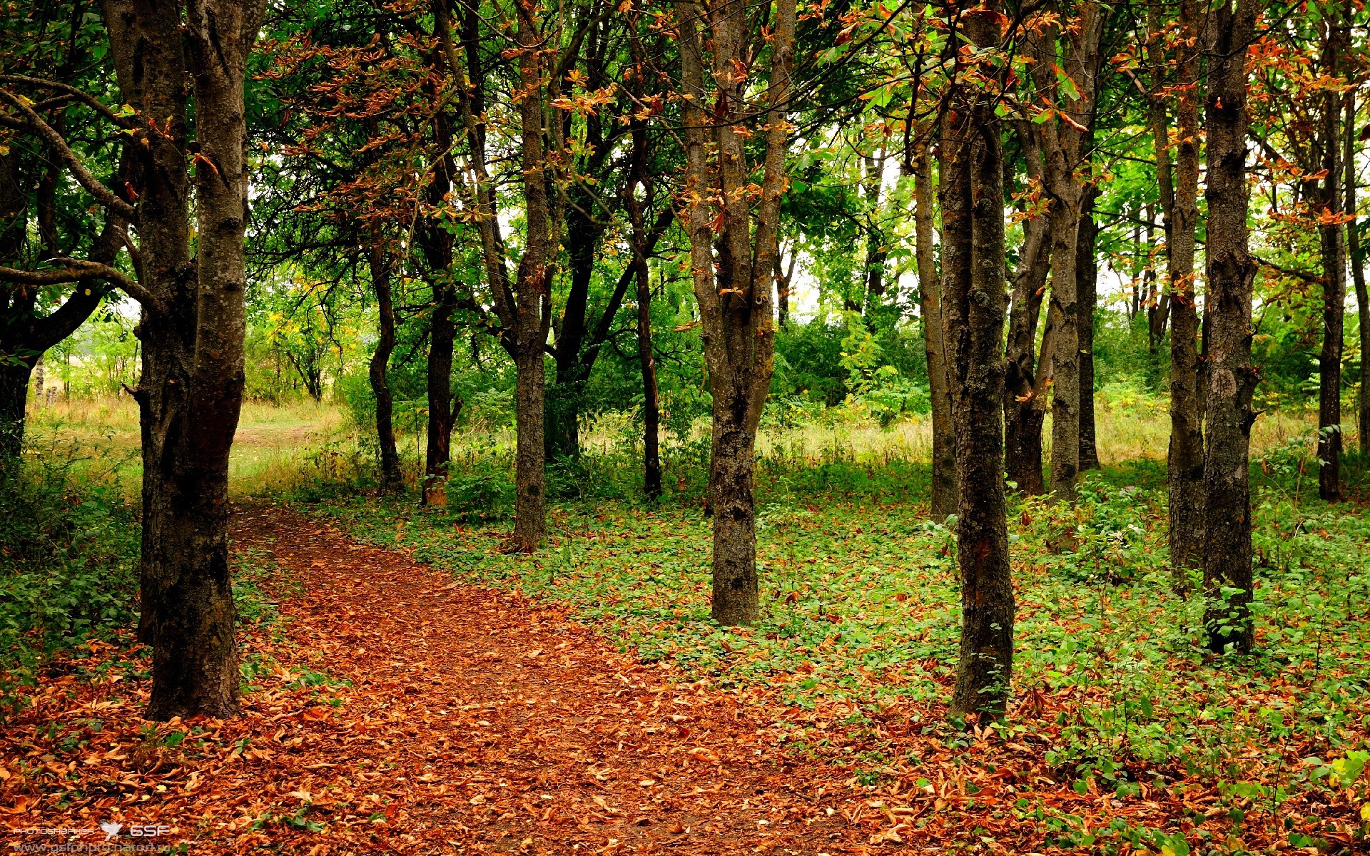 伊朗马术队在巴黎奥运会三项赛中获得第六名，表现稳健。，伊朗转播奥运会打马赛克