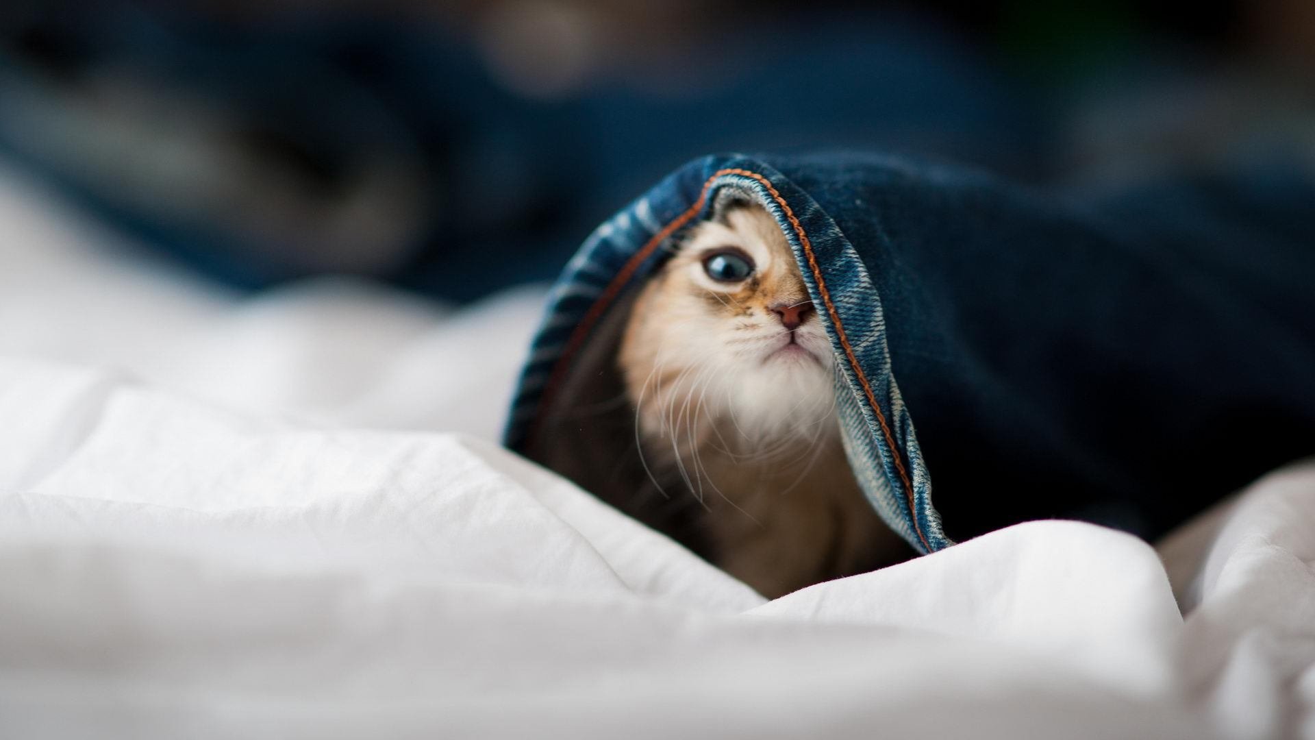 伊朗骑手卡尔·阿里·阿尔达比在巴黎奥运会上与“Porthos Maestro WH Z”马匹携手参赛，表现出色。