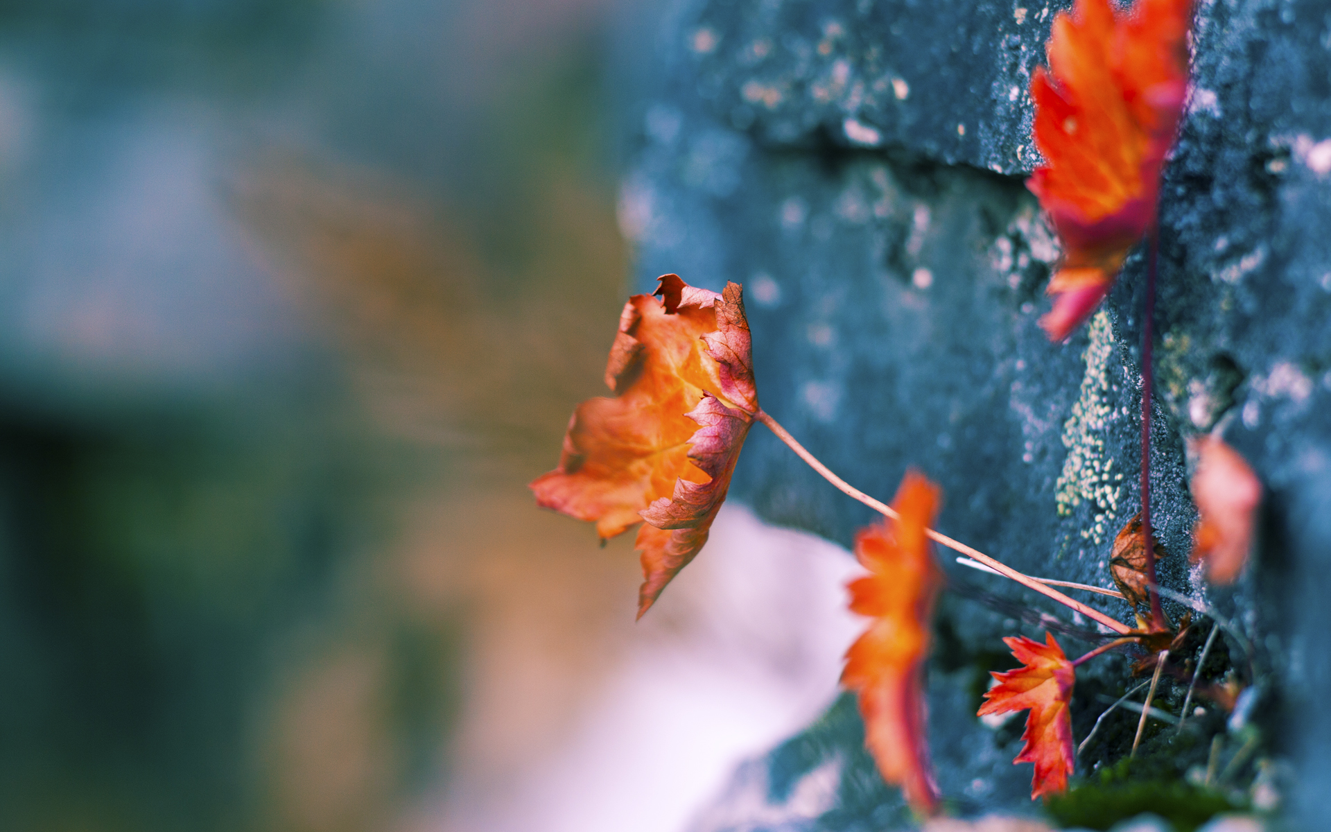 国际连环自行车赛,速度、耐力与技巧的巅峰对决,自行车环球比赛