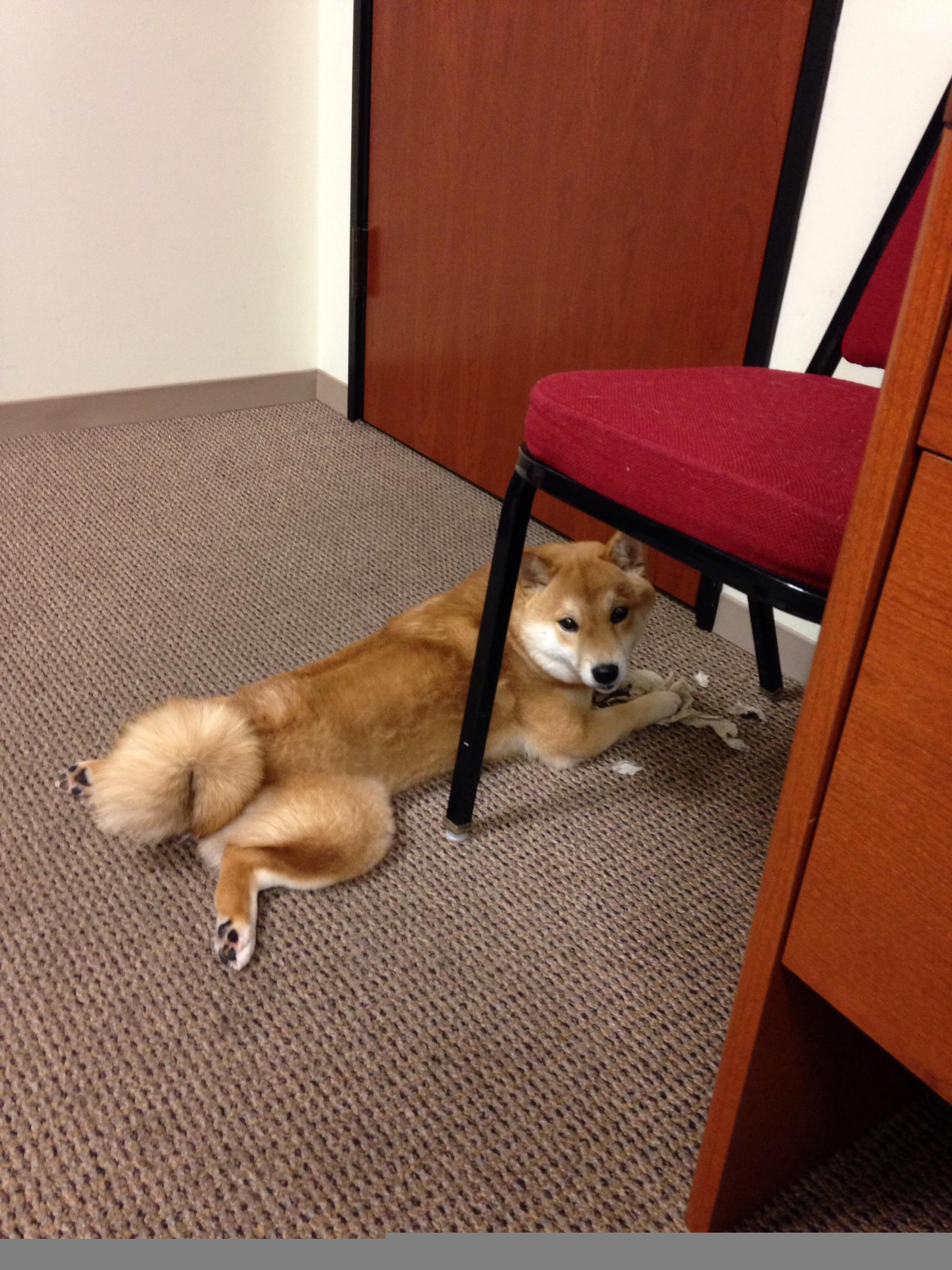 布鲁诺·卡博克洛成为NBA社交媒体关注焦点,布鲁卡洛斯