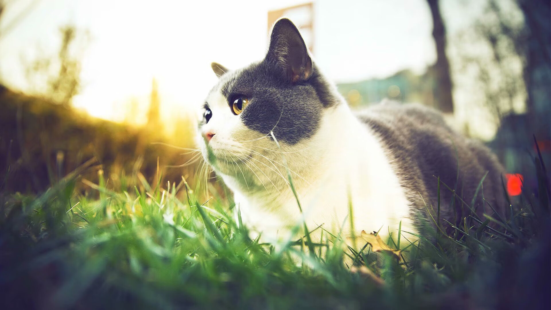 青少年足球赛事逐步实现全高清直播，增强观赛体验，青少年足球综艺节目