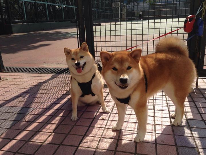 Bjergsen回归赛场引热议，bjersen退役