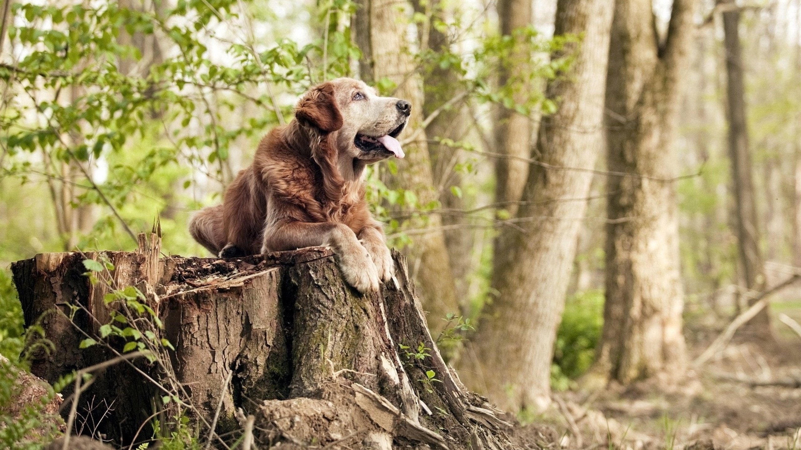 BLG举办电竞选手职业发展座谈会，电竞选手brady
