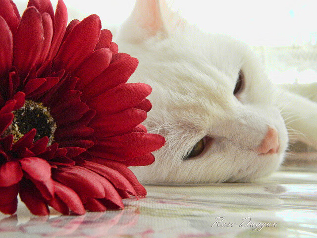 RNG.M季后赛冲刺状态爆棚，rngm季前赛