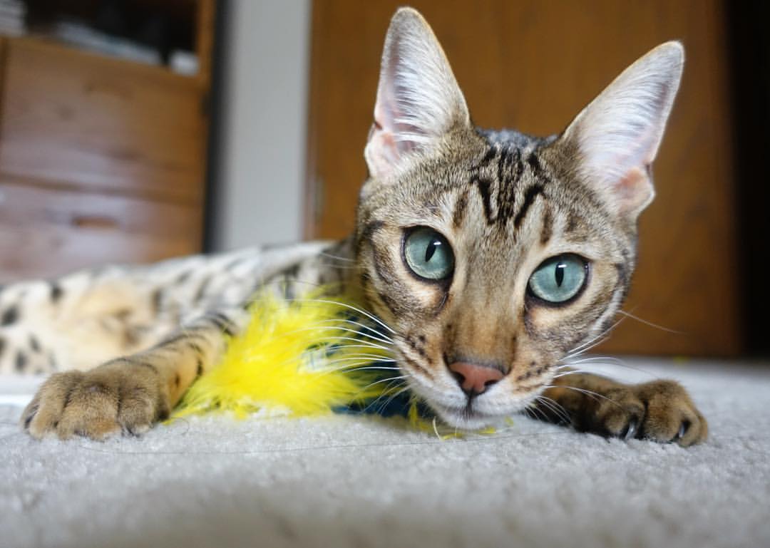 RNG体能训练成果显著，rng训练时间