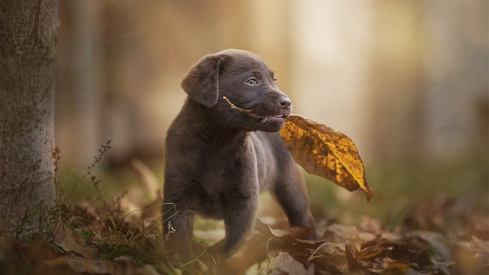 伯恩茅斯扳平比分，赢得球迷掌声，伯恩茅斯转会消息