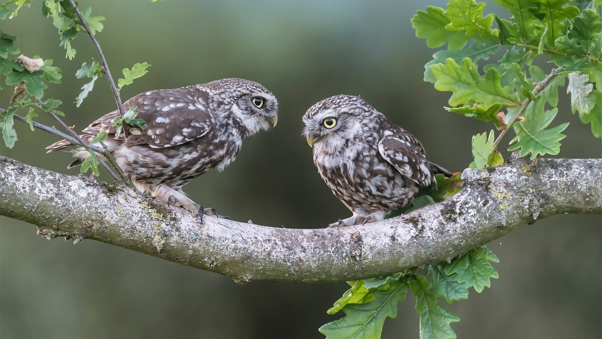 南特青训新秀未来不可限量,潜力迅速崭露头角,南特集团