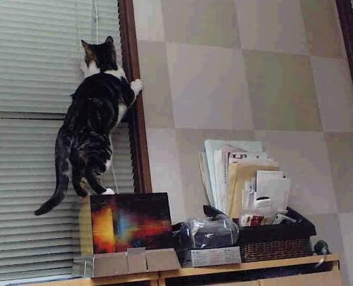 南美巨人之间的激烈对决引人关注,南美巨人石像