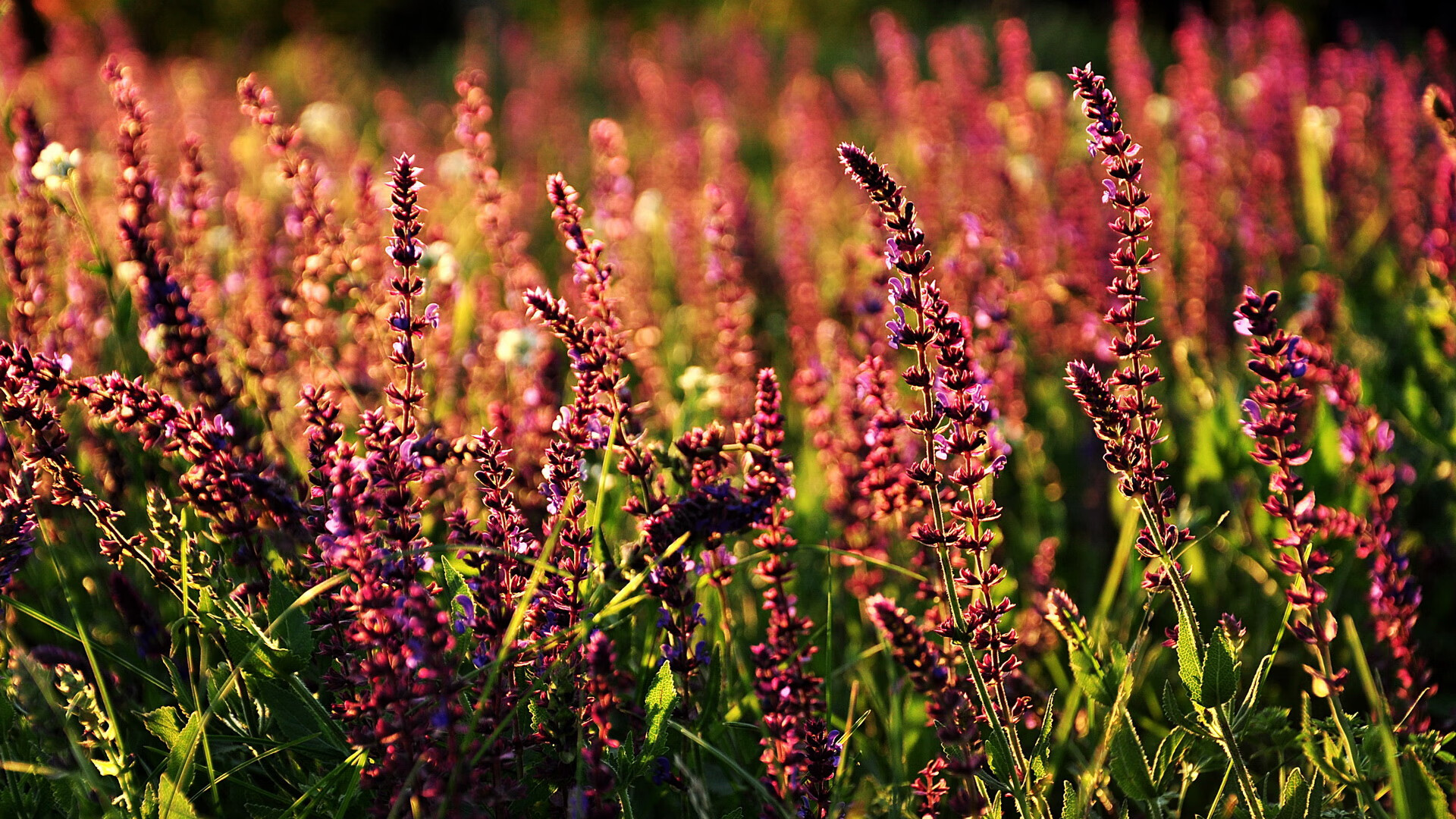 女足世界杯奖杯巡展启动,女足世界杯举办时间