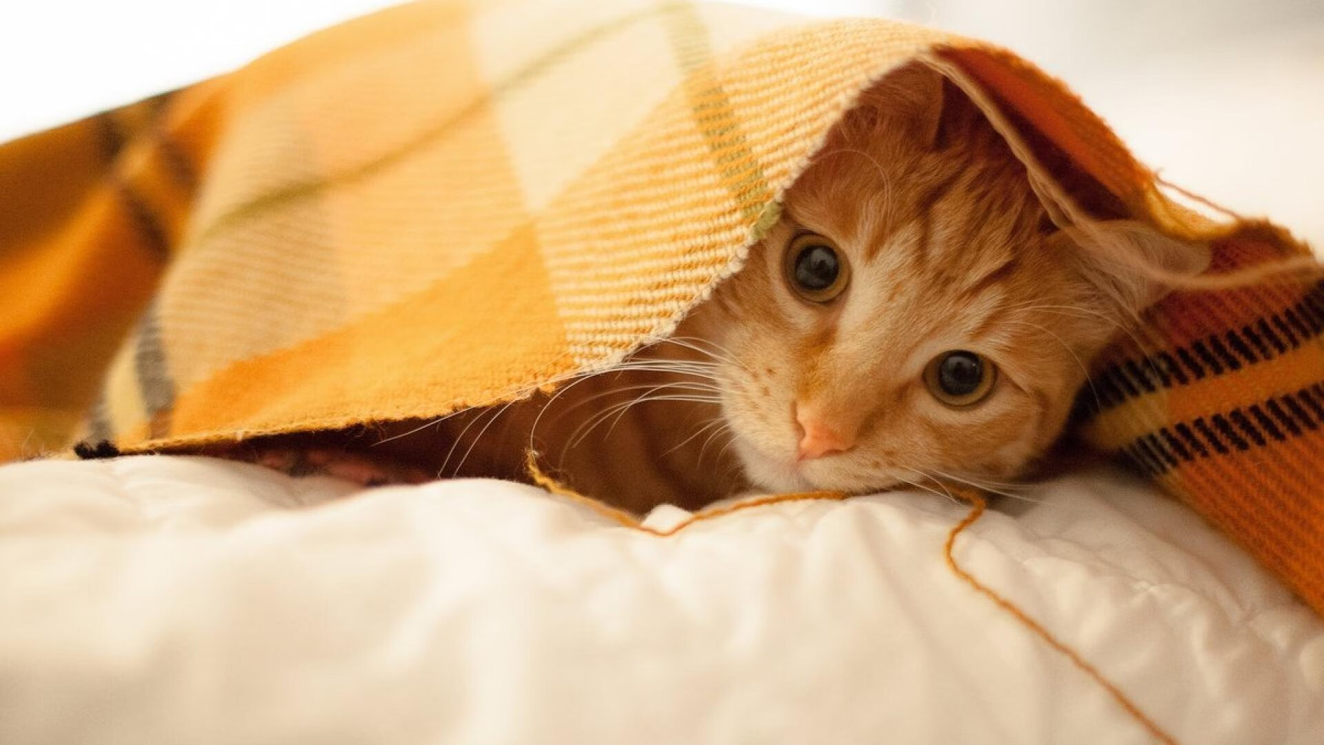 心怀必胜信念，追逐梦想的足球之旅，足球逐梦未来征文