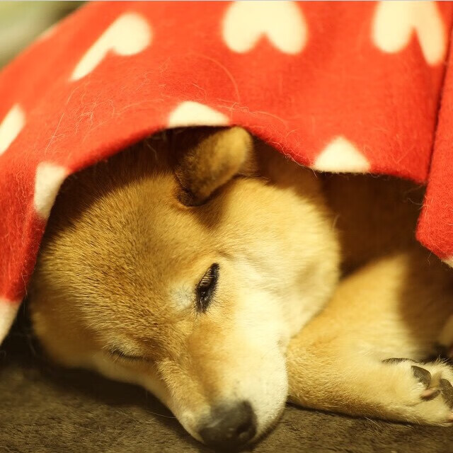 火箭年轻阵容打出惊喜逆转灰熊，火箭熊退役