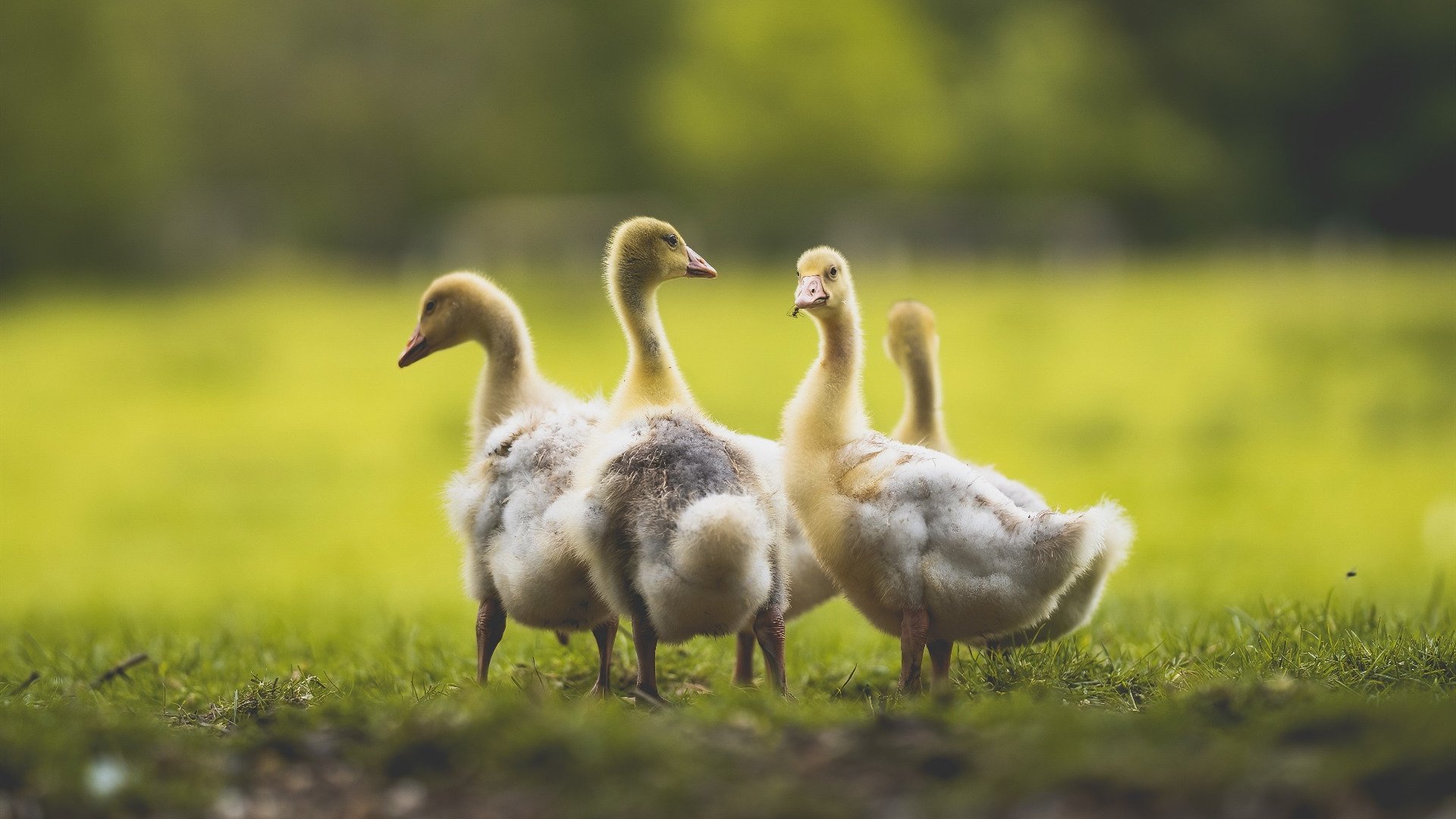 火箭持续进步年轻球员挑大梁，火箭球员2020