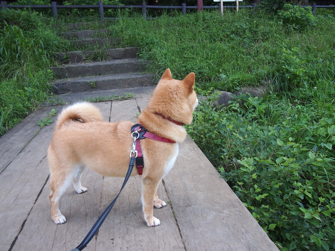 瑞典战队 GODSENT 计划在北美市场拓展影响力,瑞典队战术打法