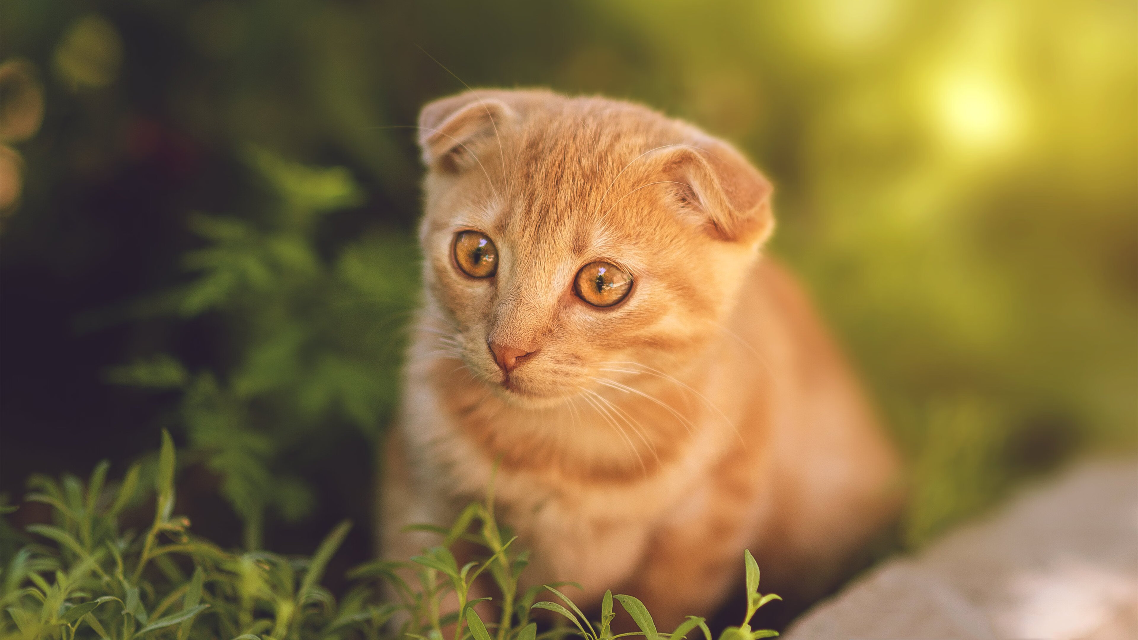 石油人客场表现稳健,作为石油人