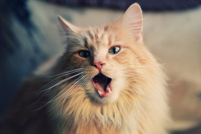 美国反曲弓男队在世界杯赛中获得金牌，反曲弓世界冠军