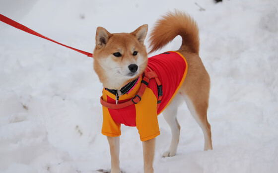 萨索洛是否应更加重视青训投入,萨索洛怎么这么强