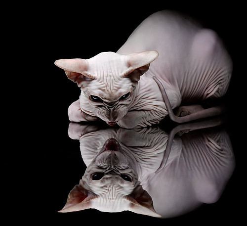 萨索洛胜出,继续在法国联赛保级之路上紧追,萨索洛对国际米兰足球直播