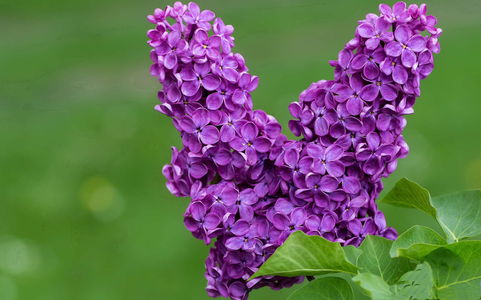 迈阿密国际备战美国超级联赛，目标争夺冠军，迈阿密公开赛直播