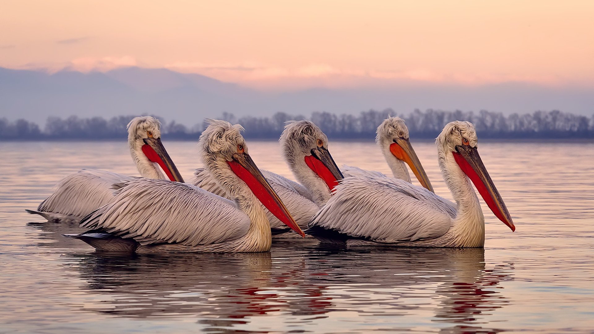 迈阿密国际球员获选国内赛事最佳球员，迈阿密国际阵容实力如何