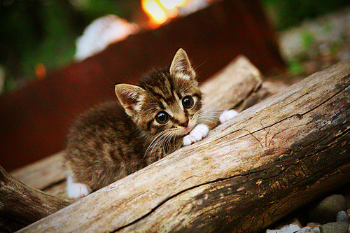 中国篮球联赛球队战术体系动态调整研究,篮球队战术图