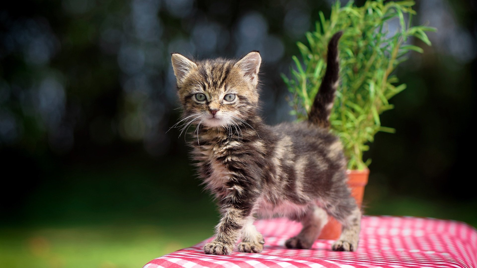 外援与本土球员合作默契不足,外援与本土球员合作默契不足怎么办