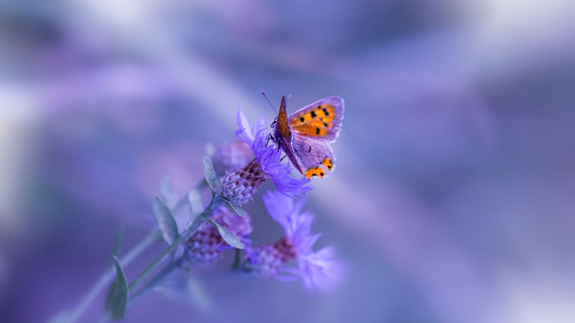 掩护后节奏调整是否决定得分效率，掩护配合的主要步骤是由挡和拆两个动作组成