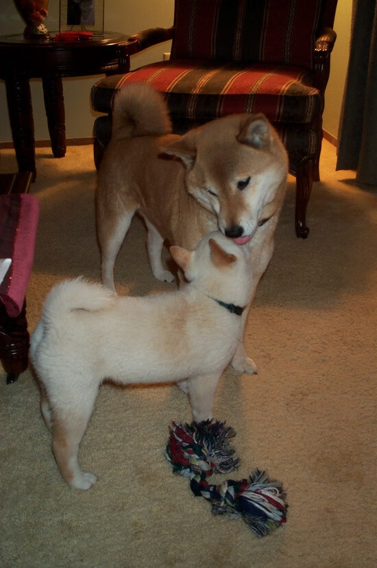 球员家庭支持体系被关注背后故事引发共鸣，家庭球队