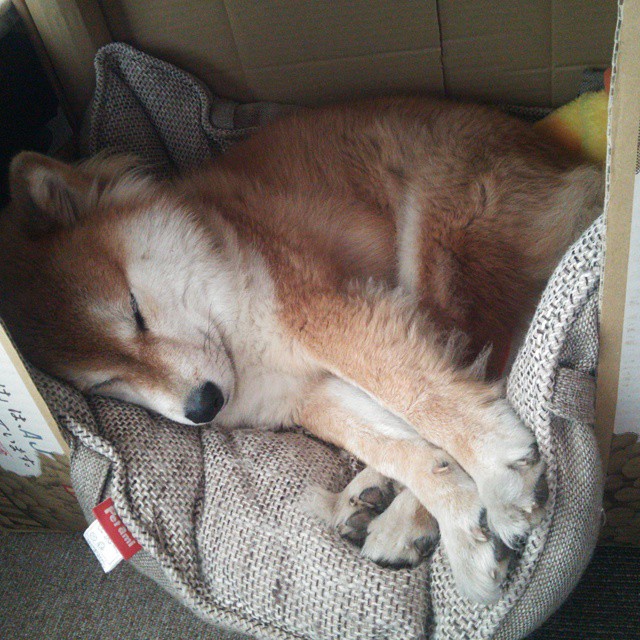 赛季中段球队连续比赛疲劳管理策略探讨，球员疲劳速率