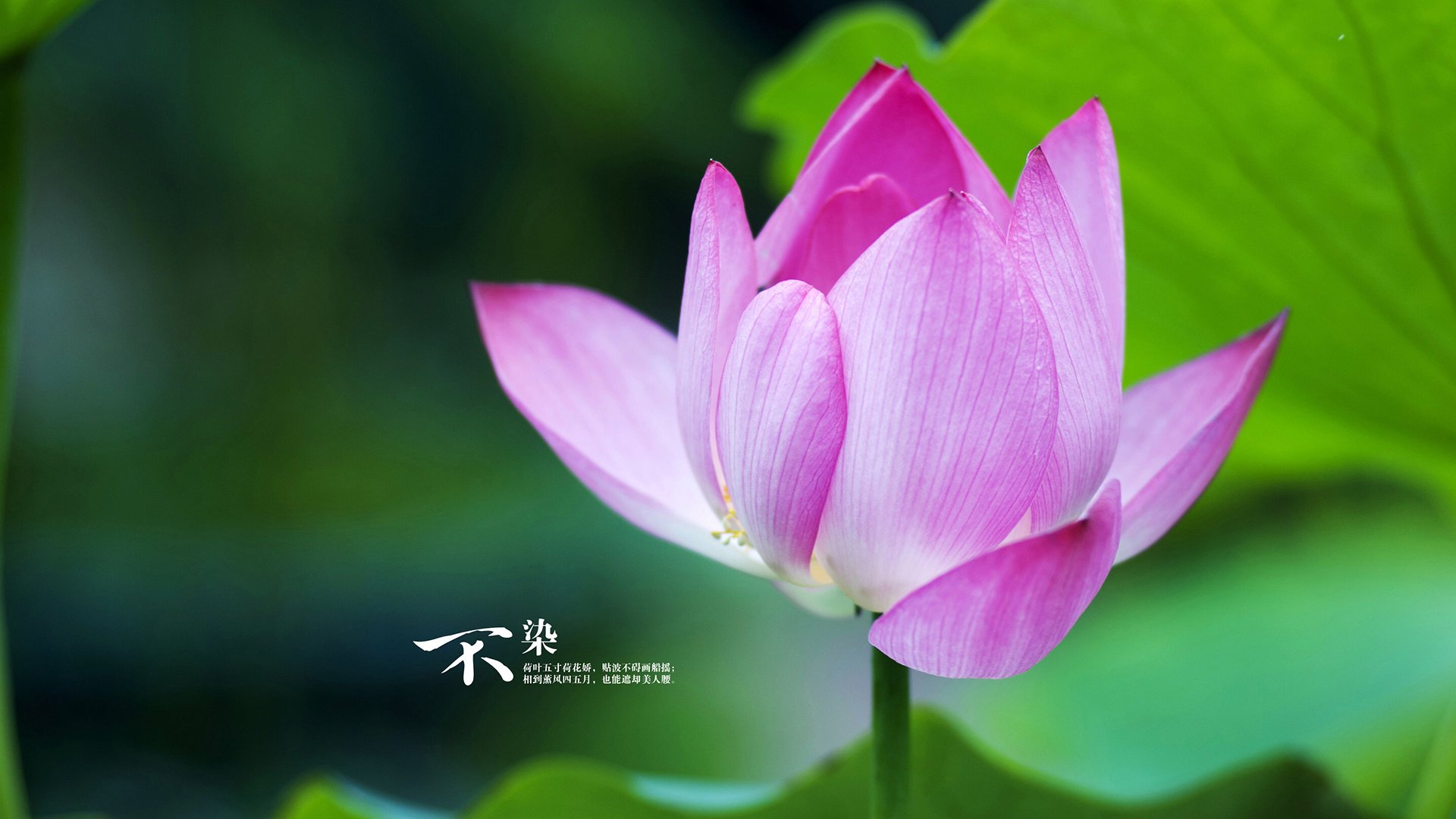 梅西带领阿根廷队冲击世界杯，状态火热