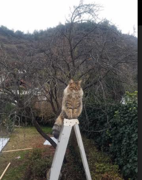 范奥特尔戴克决赛表现令人惊喜，范戴克集锦