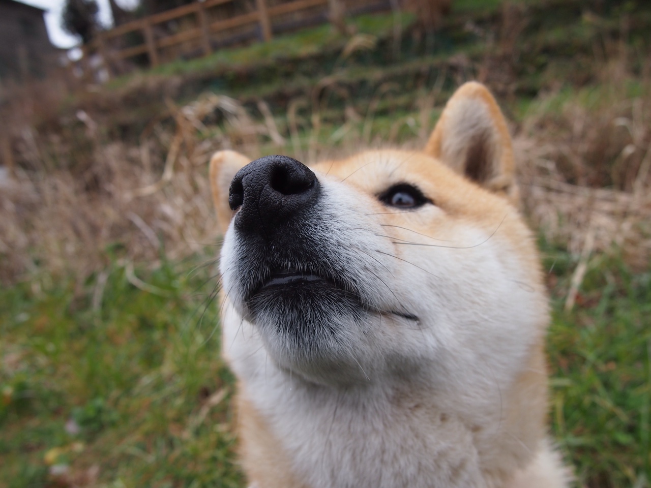 里奇·麦考退役后依然影响着橄榄球世界，麦考利和迈克杰逊是好友