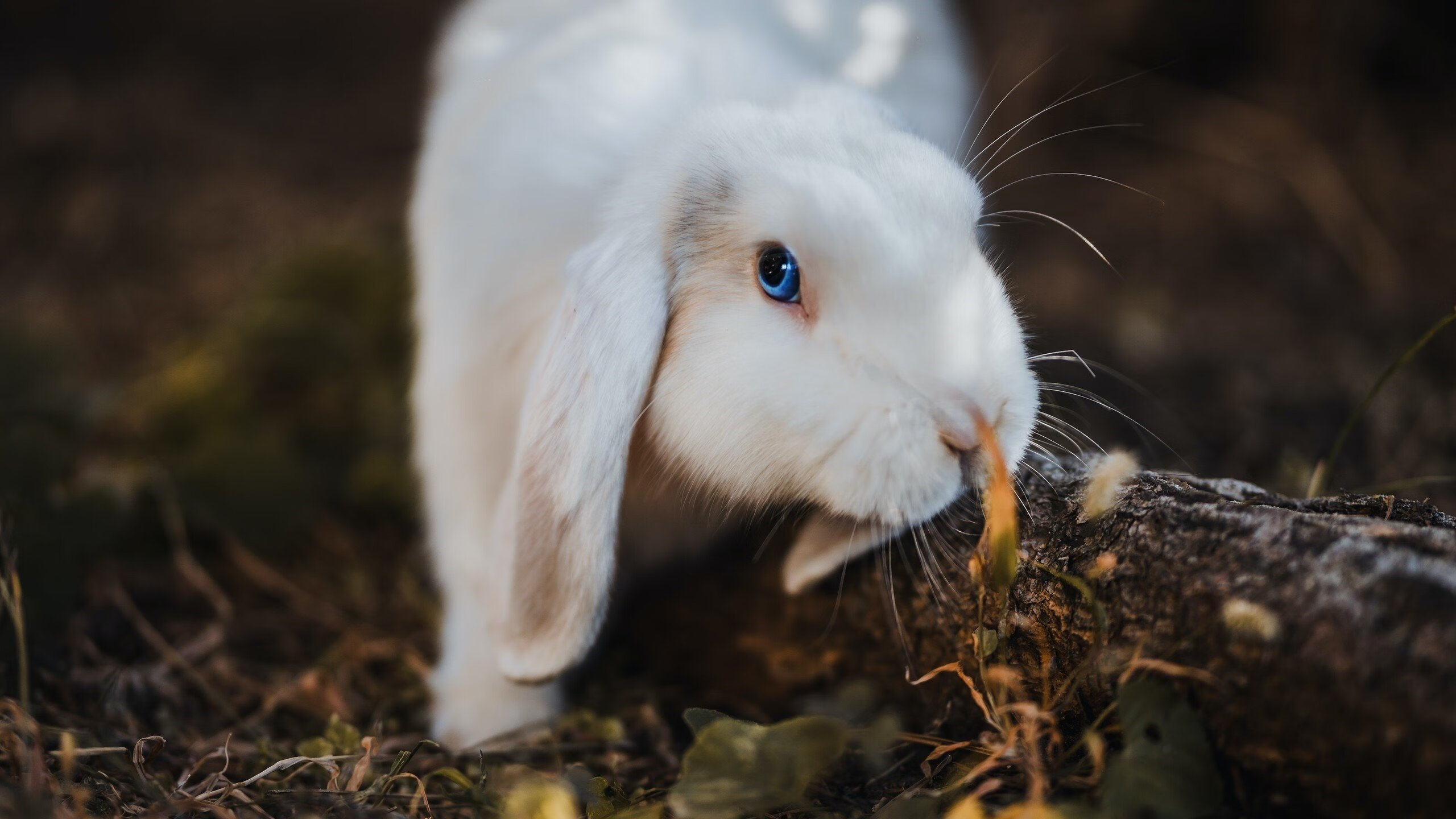 青年国家队启用体能监控腕带采集训练负荷实时反馈